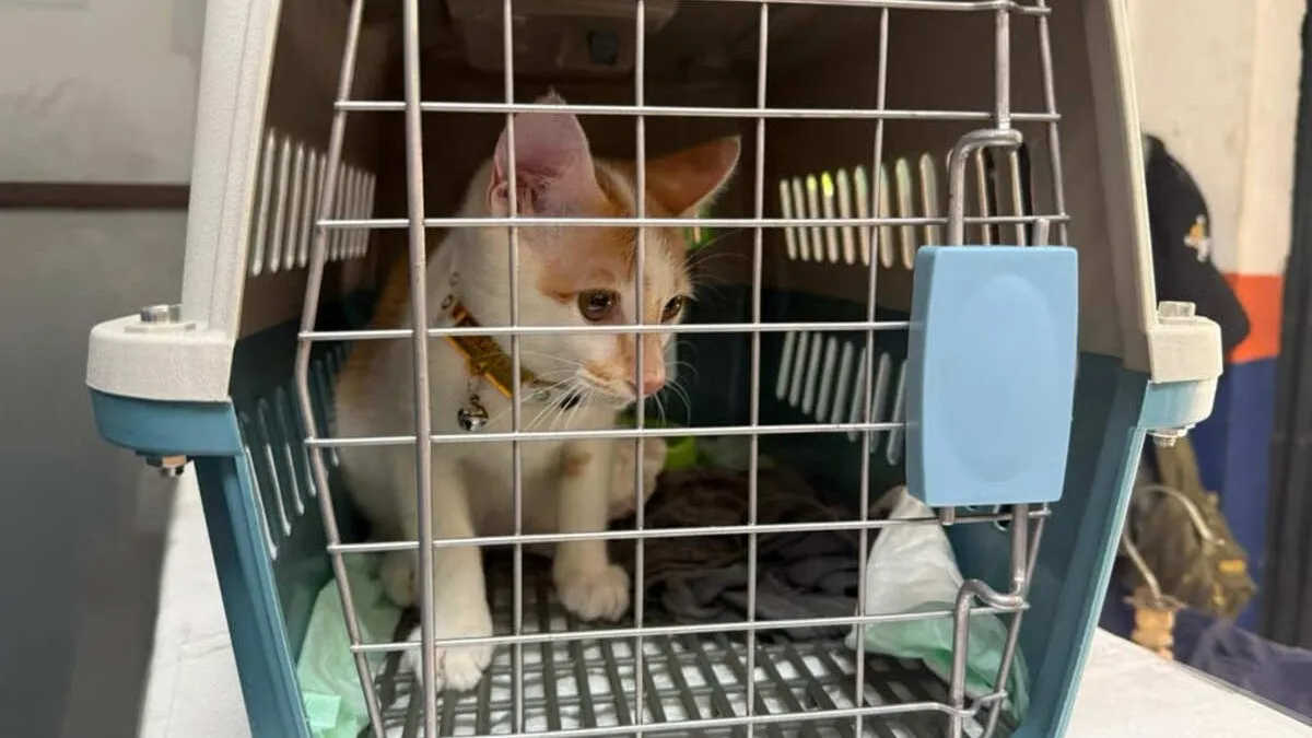 KAI Logistik Catat 13.435 Pengiriman Hewan Saat Ramadan – IdulFitri