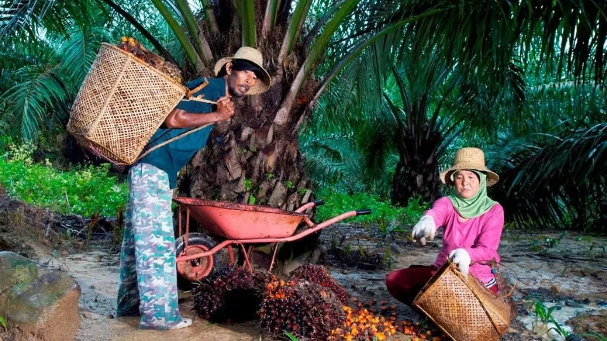 Peringati Hari Krida Pertanian, Holding Perkebunan Nusantara melalui PTPN IV PalmCo Serap 1,34 Juta Ton TBS Petani