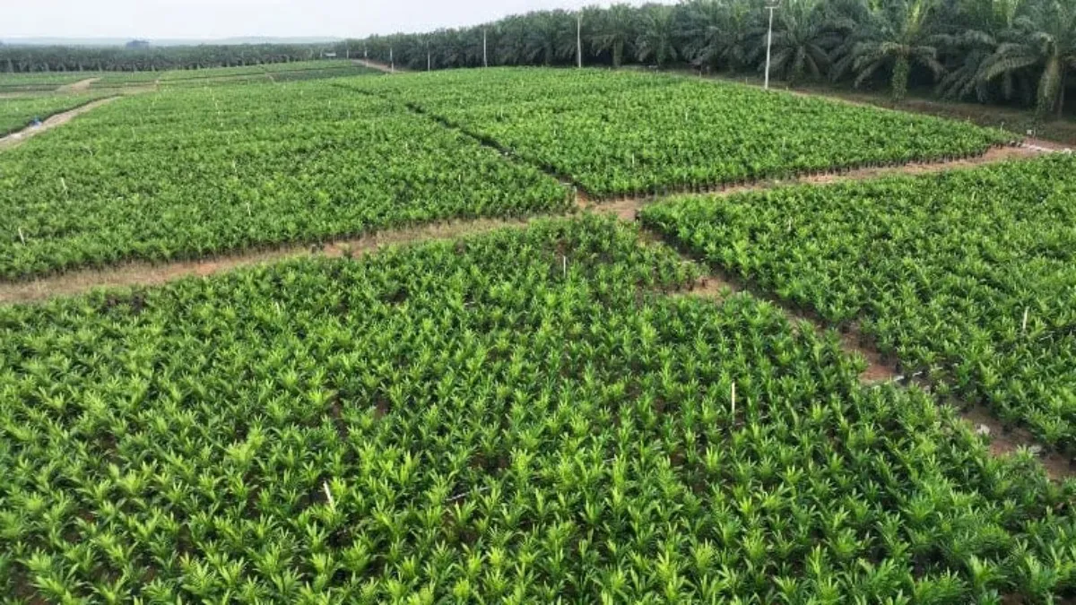 Holding Perkebunan Nusantara melalui PTPN IV PalmCo Akselerasi Peremajaan Sawit Petani di Riau Perkuat Implementasi Program B50